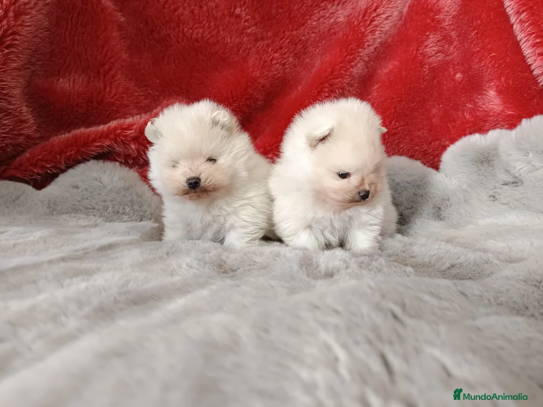 Pomerania perros en venta: Pomerania de Lulú  en Badajoz - Anuncio 2