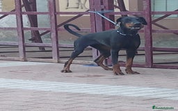 Dobermann perros en venta: Doberman de calidad  - Imagen 4