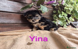 Yorkshire Terrier perros en venta: YORKSHIRE HEMBRA OPORTUNIDAD  - Imagen 5