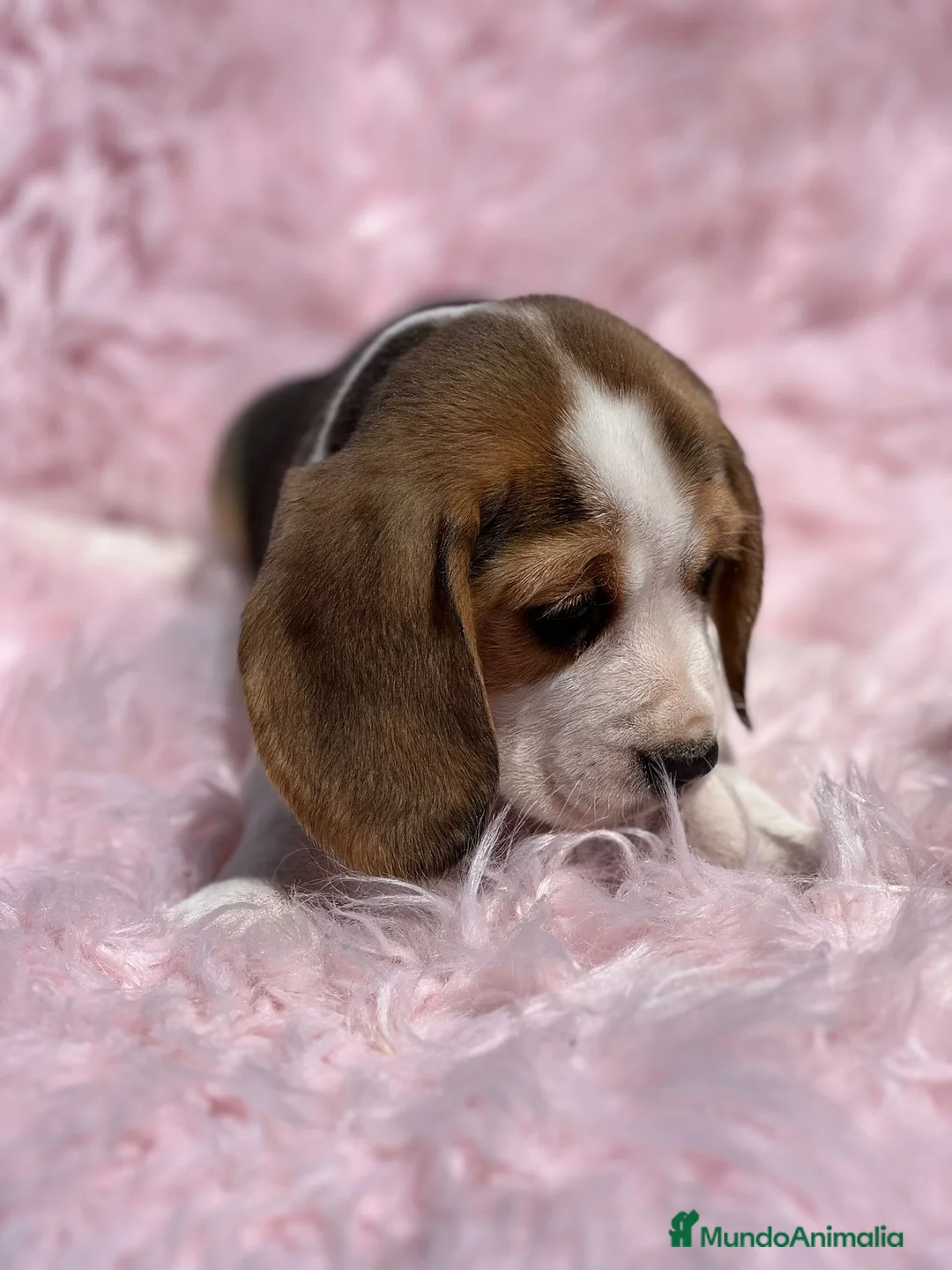 Beagle perros en venta: Beagle tricolor  en Barcelona - Anuncio 4