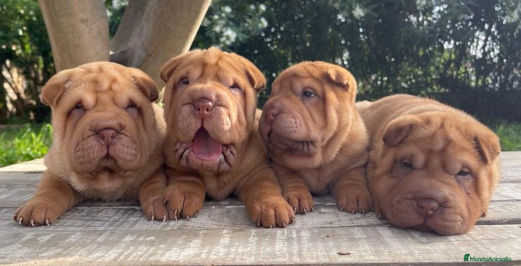 Shar Pei perros en Málaga - Anuncio 18