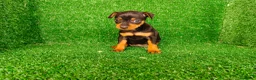 Pinscher Miniatura perros en venta: Pincher miniatura  - Anuncio 8