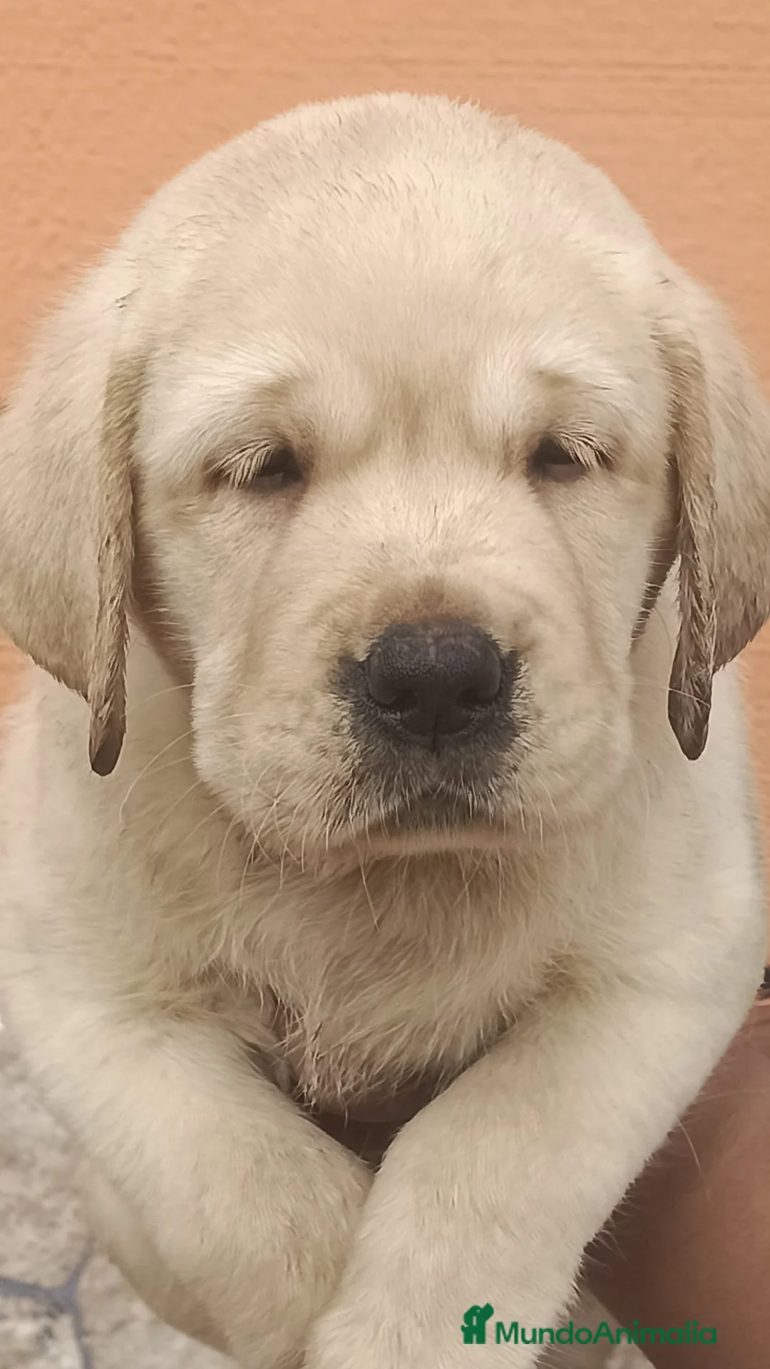 Labrador Retriever perros en venta: Espectacular camada de labrador retriever 🐶🐾🔥 en Sevilla - Anuncio 2