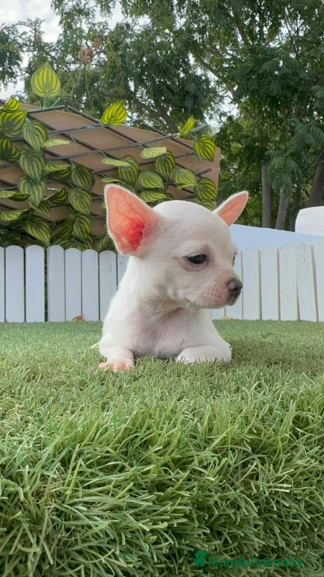 Chihuahua perros en venta: CHIHUAHUA HEMBRA BLANCA - Imagen 2