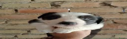 Border Collie perros en venta: Bordes collie  - Anuncio 6