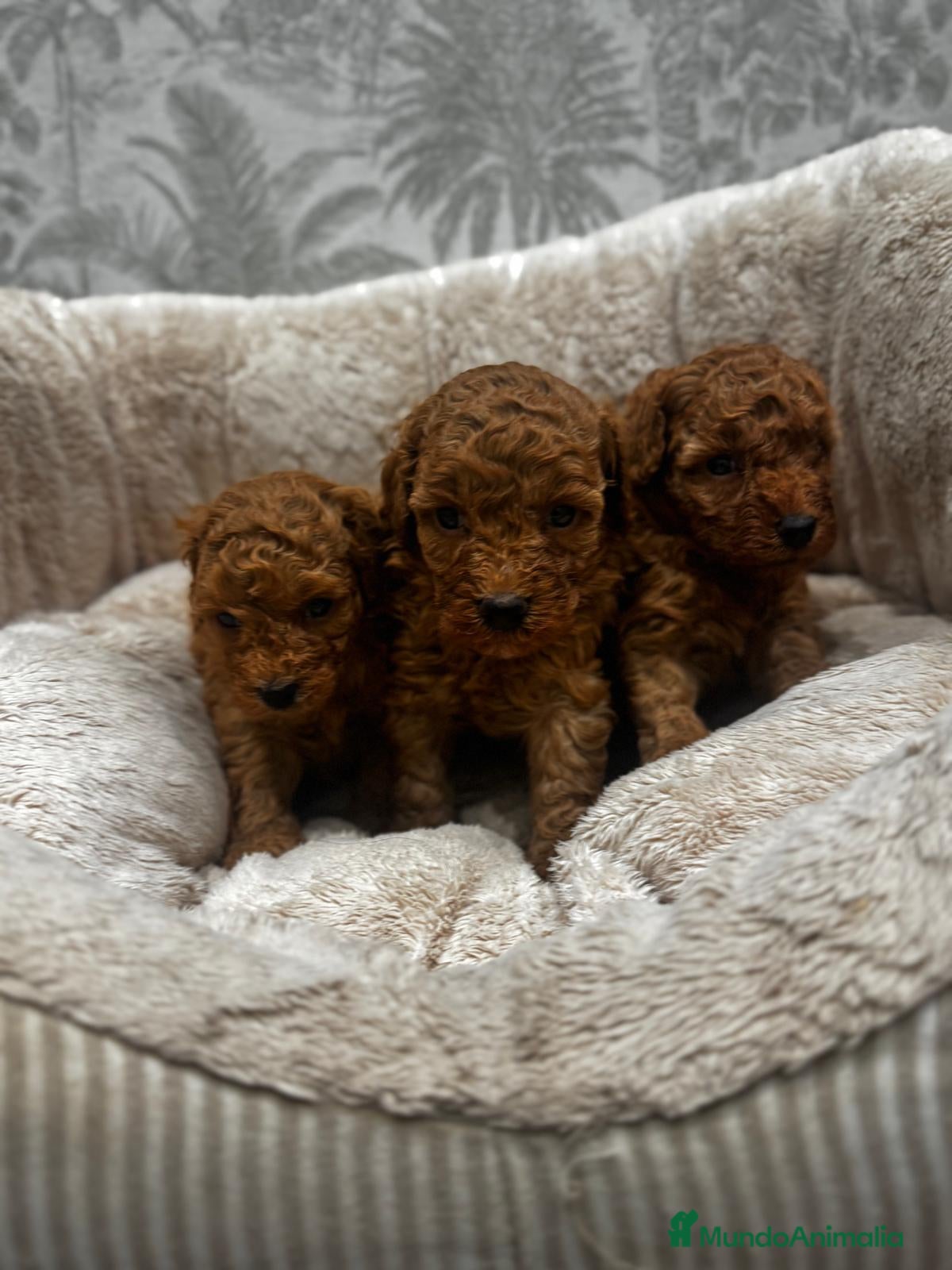 Caniche Toy perros Caniche toy rojo - Anuncio 18