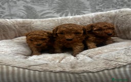 Caniche Toy perros en venta: Caniche toy rojo - Imagen 1