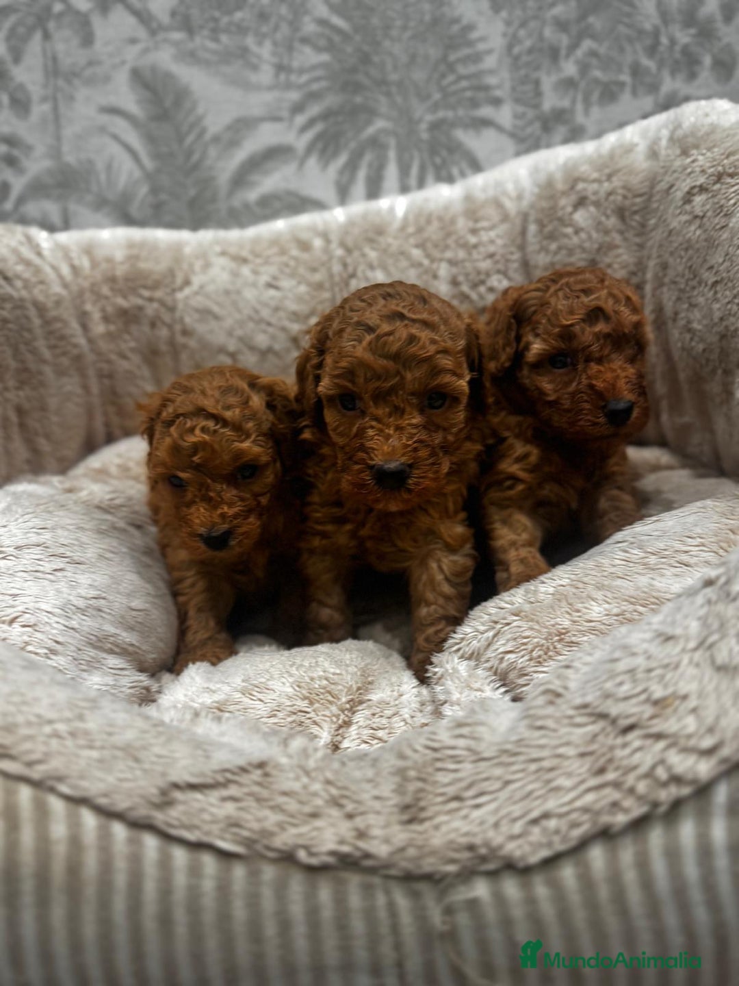 Caniche Toy perros en venta: Caniche toy rojo - Imagen 1