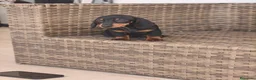 Teckel Miniatura perros en venta: Teckel Mini Negra y Fuego hembra disponible  - Anuncio 3