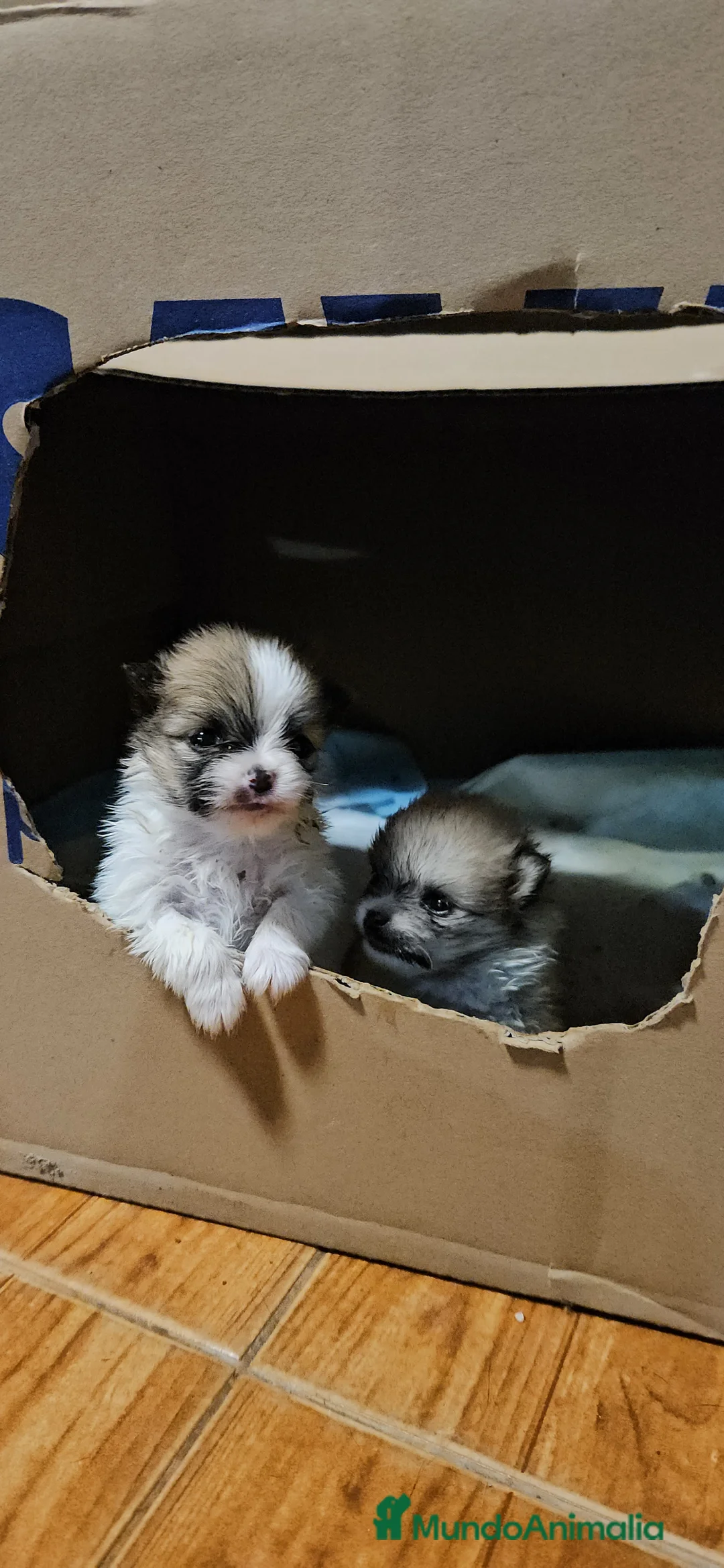 Pomerania perros en venta: Lulú d pomerania  - Anuncio 12