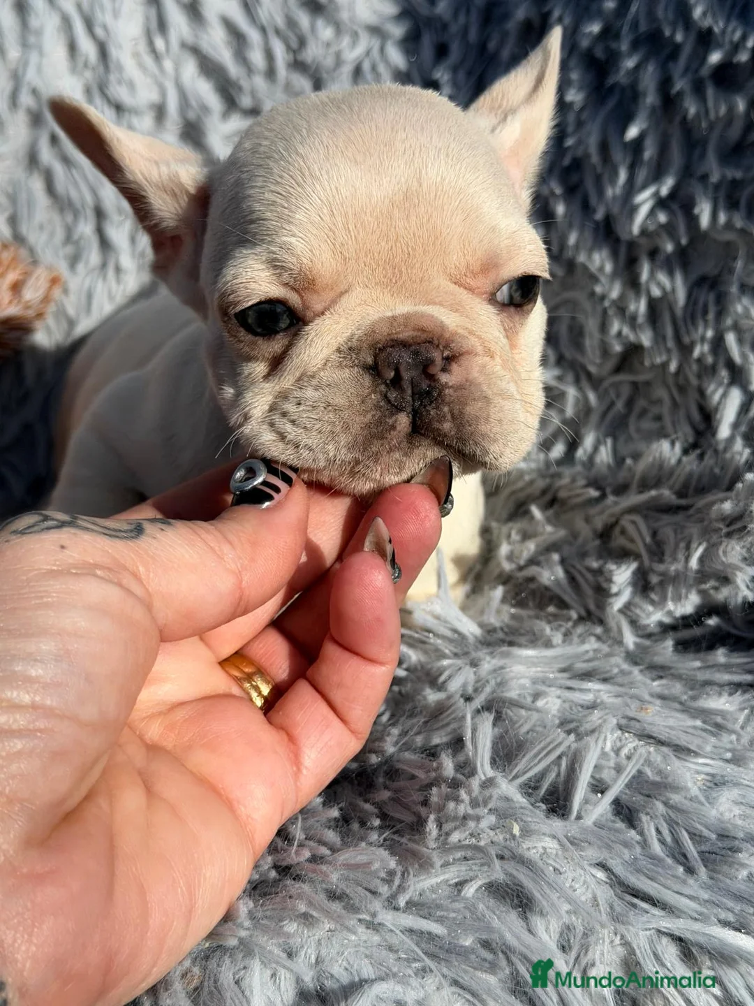 Bulldog Francés perros en venta: BULLDOG FRANCÉS PLATYNUM - Anuncio 4