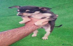 Raza Mixta perros en venta: Tamaño pequeño  - Imagen 4