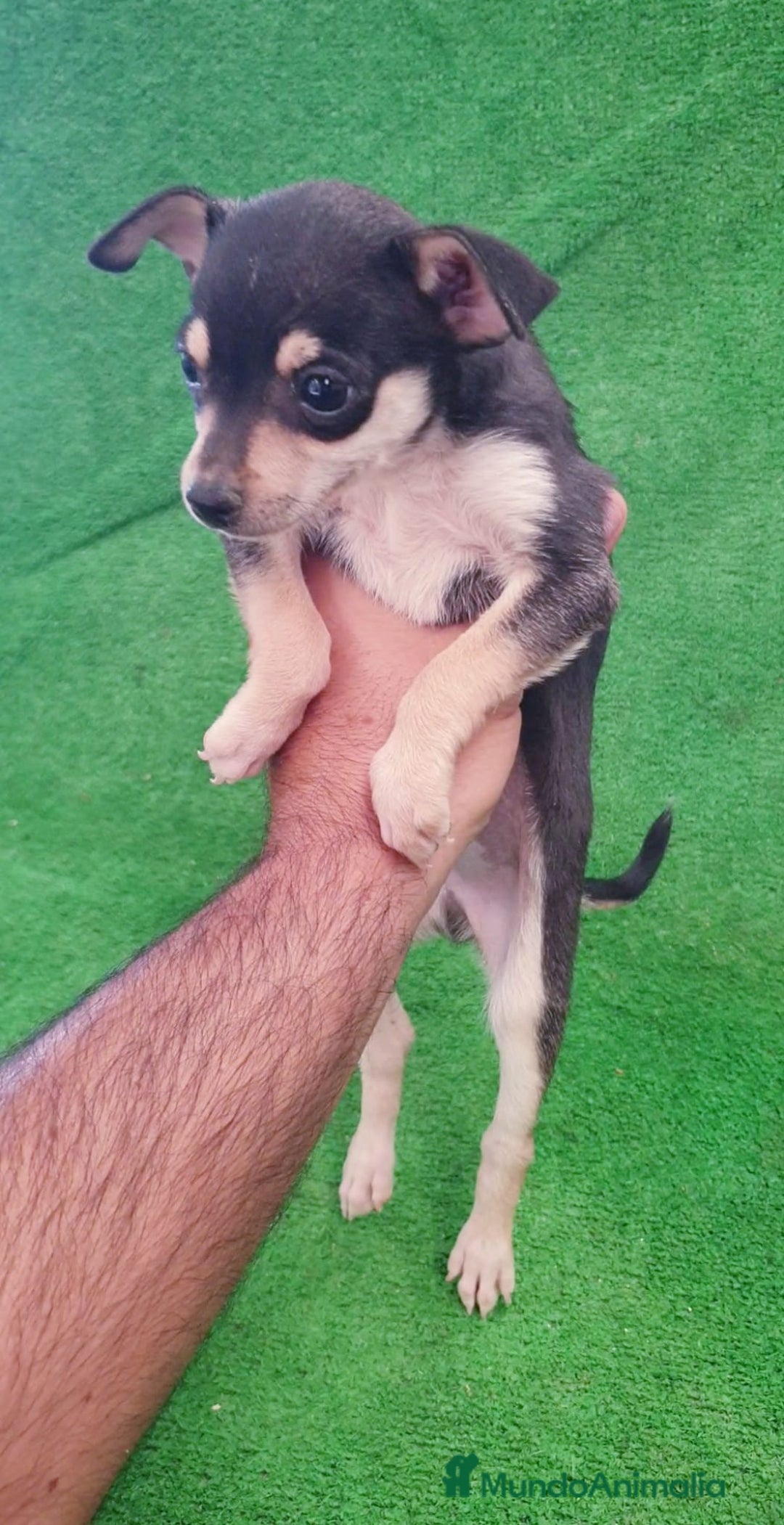 Raza Mixta perros en venta: Tamaño pequeño  - Imagen 4