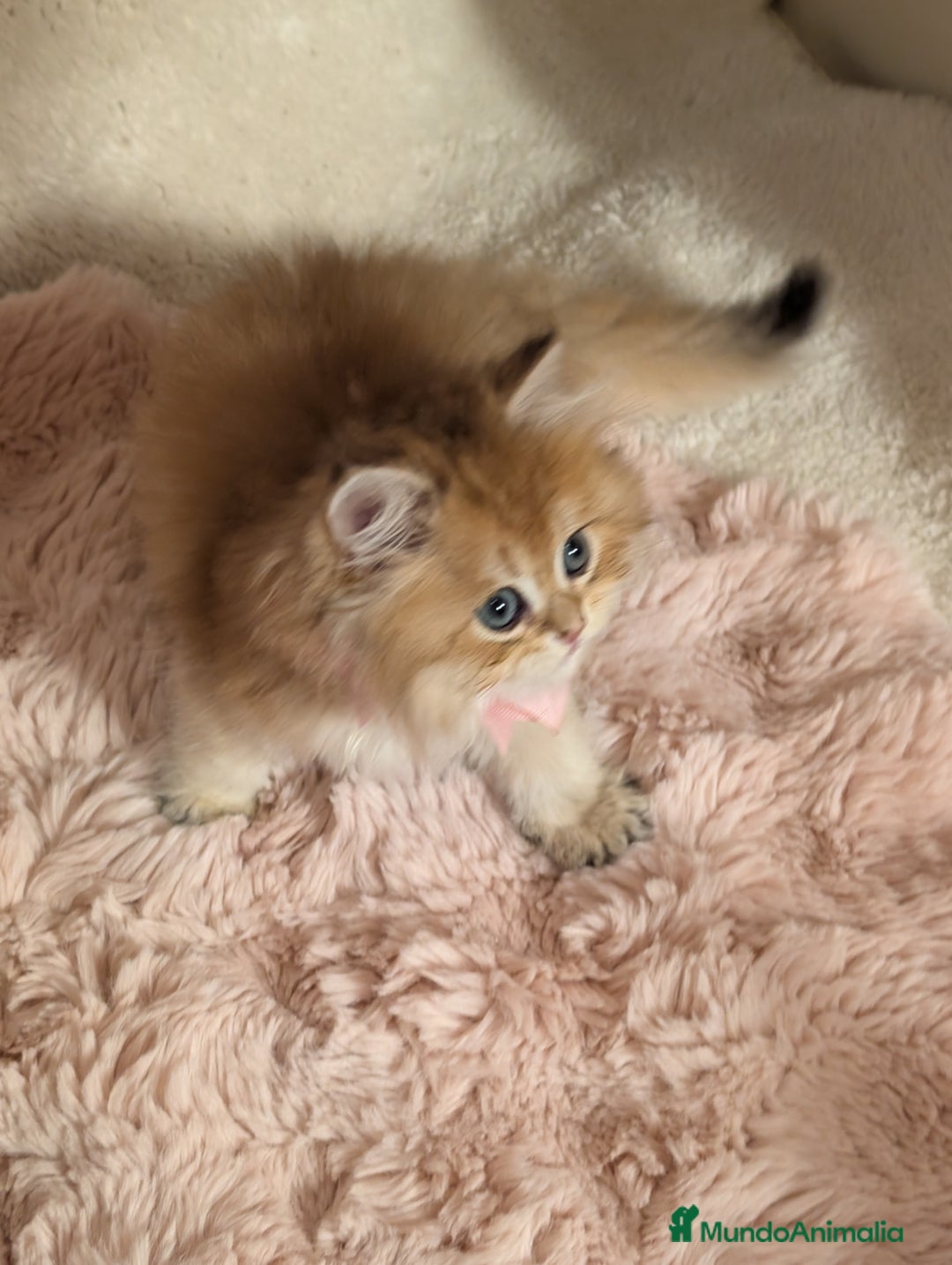 Británico de Pelo Largo gatos en venta:  2gatitos color exclusivo british golden longhair  - Anuncio 16