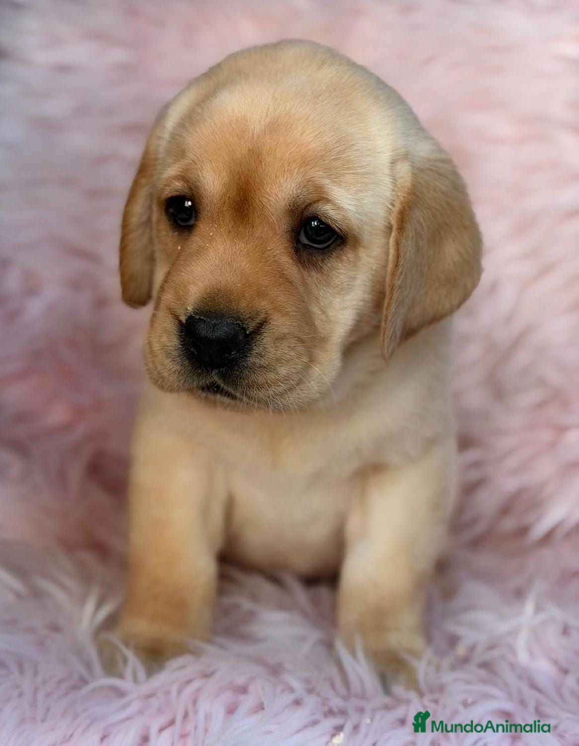 Labrador Retriever perros LABRADOR RETRIEVER  - Anuncio 1