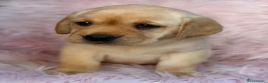 Labrador Retriever 2