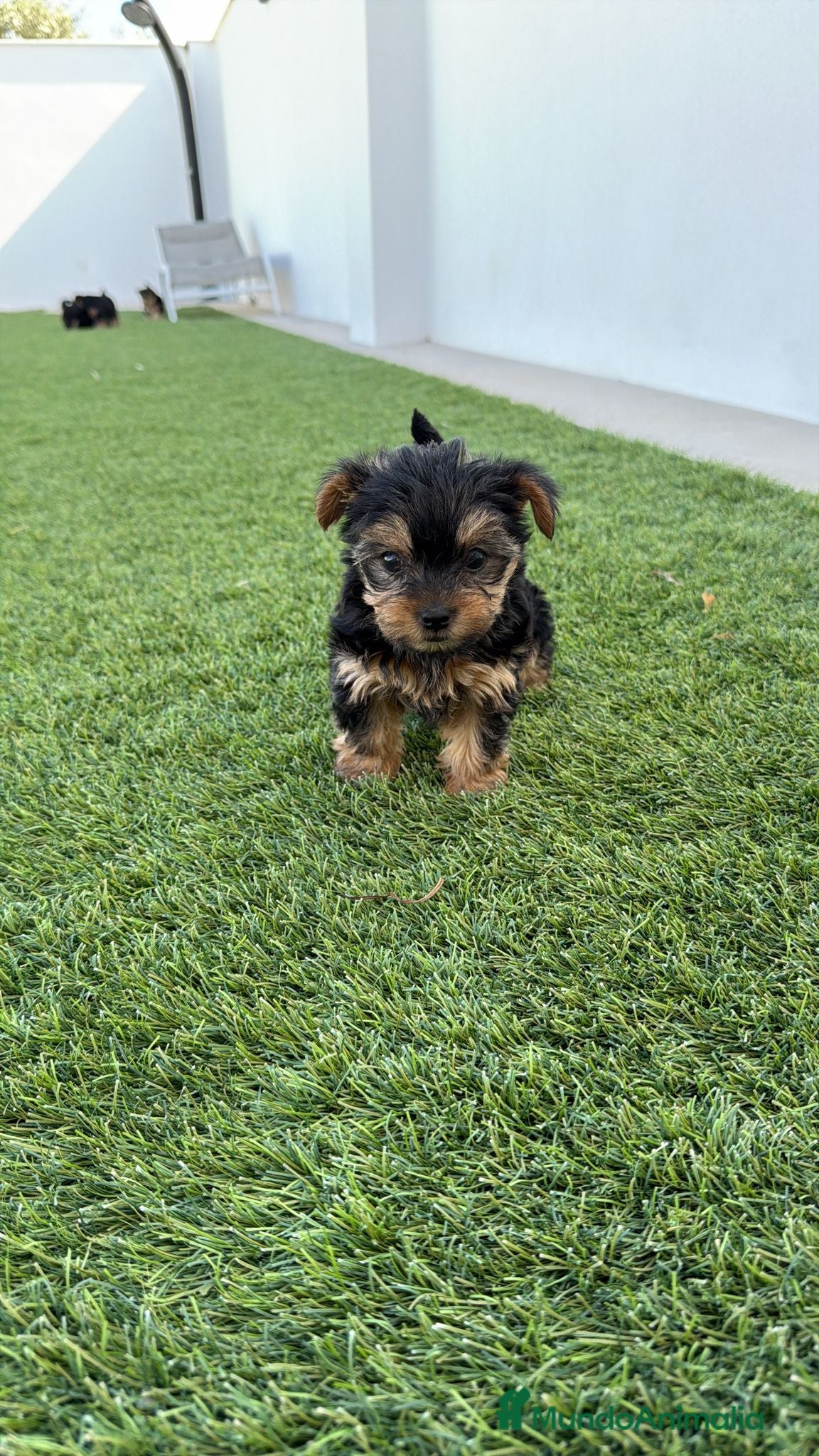 Yorkshire Terrier perros Yorkshire terrier Toy super pequeños  - Anuncio 1