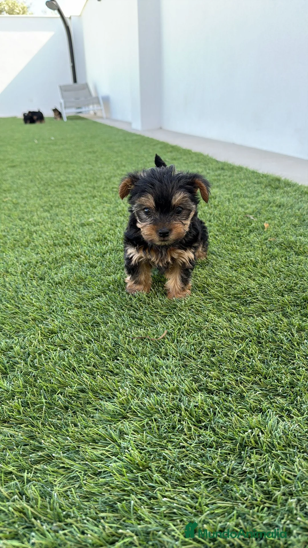 Yorkshire Terrier perros en venta: Yorkshire terrier Toy super pequeños  - Anuncio 1