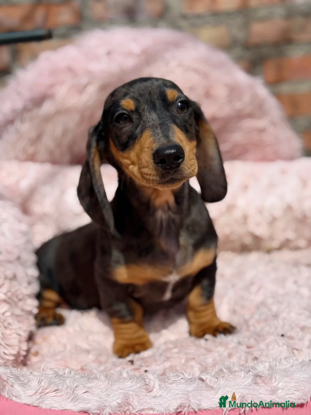 Teckel Miniatura perros en venta: Teckel kanichen macho arlequín plata - Anuncio 7