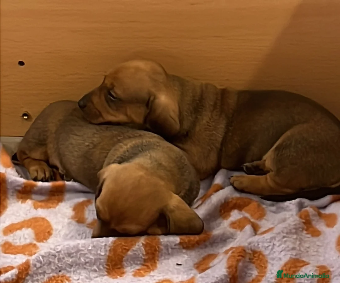 Teckel Miniatura perros en venta: Magníficos Teckel miniatura 601144783 - Anuncio 5