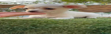 Chihuahua 1
