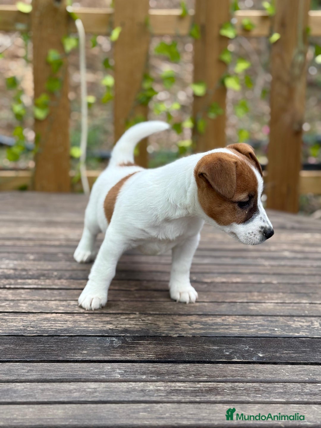 Jack Russell Terrier perros en venta: Jack Russell juguetones bicolor preciosos  - Anuncio 2