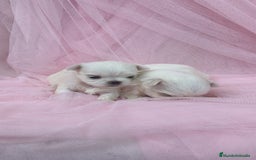 Bichón Maltés perros en venta: Bichón maltes ♂️♀️ - Imagen 1