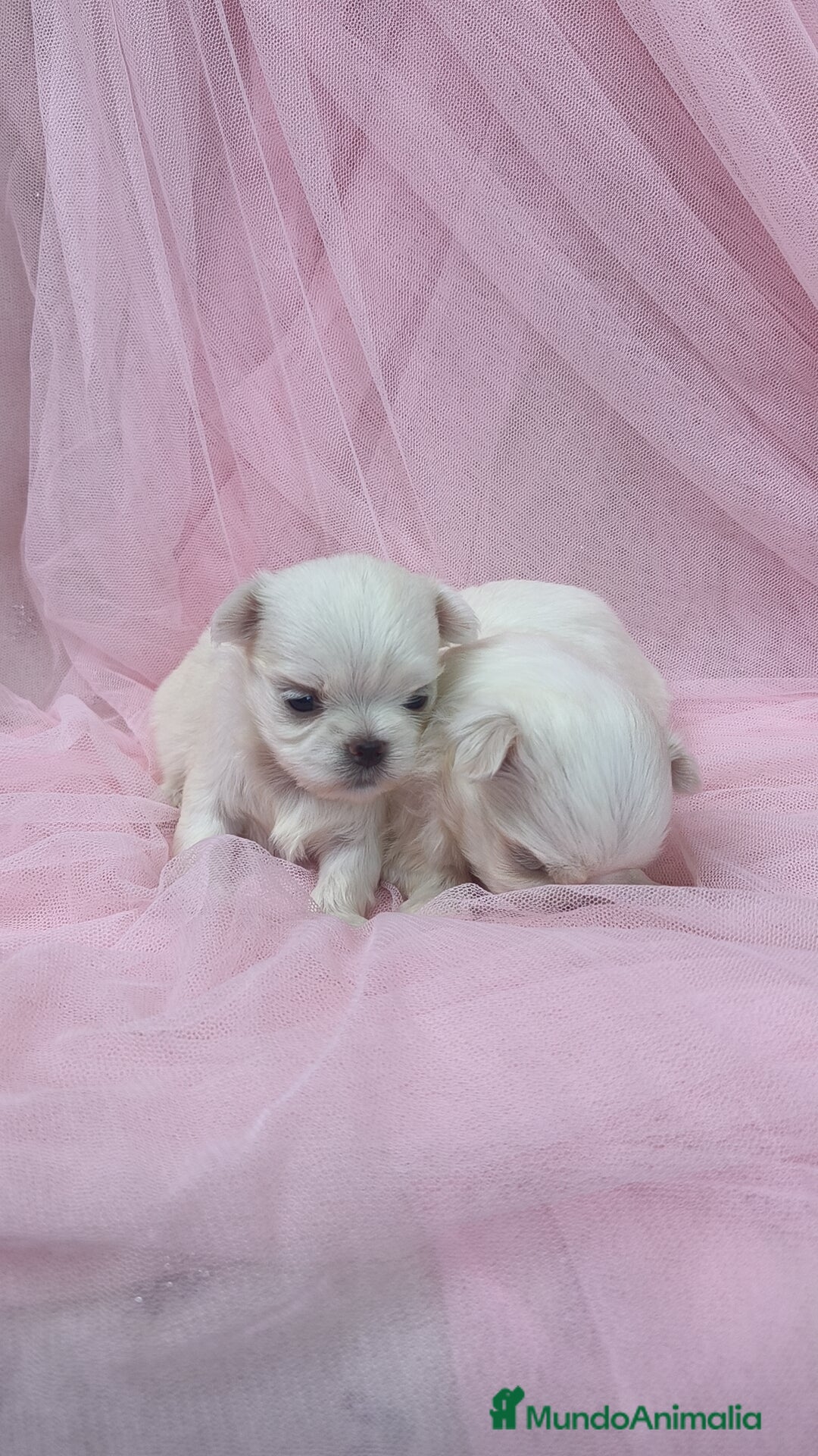 Bichón Maltés perros en venta: Bichón maltes ♂️♀️ - Imagen 1