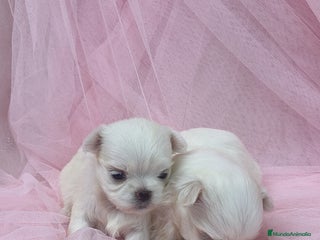 Bichón Maltés perros - Anuncio 2