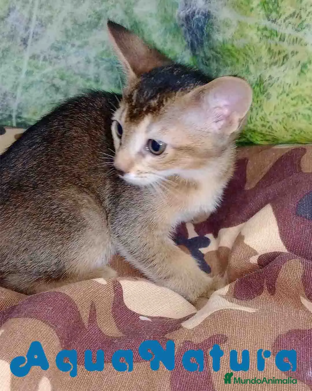 Abisinio gatos en venta: Abisinio Macho de Santa 4180 - AQUANATURA en Barcelona - Anuncio 4