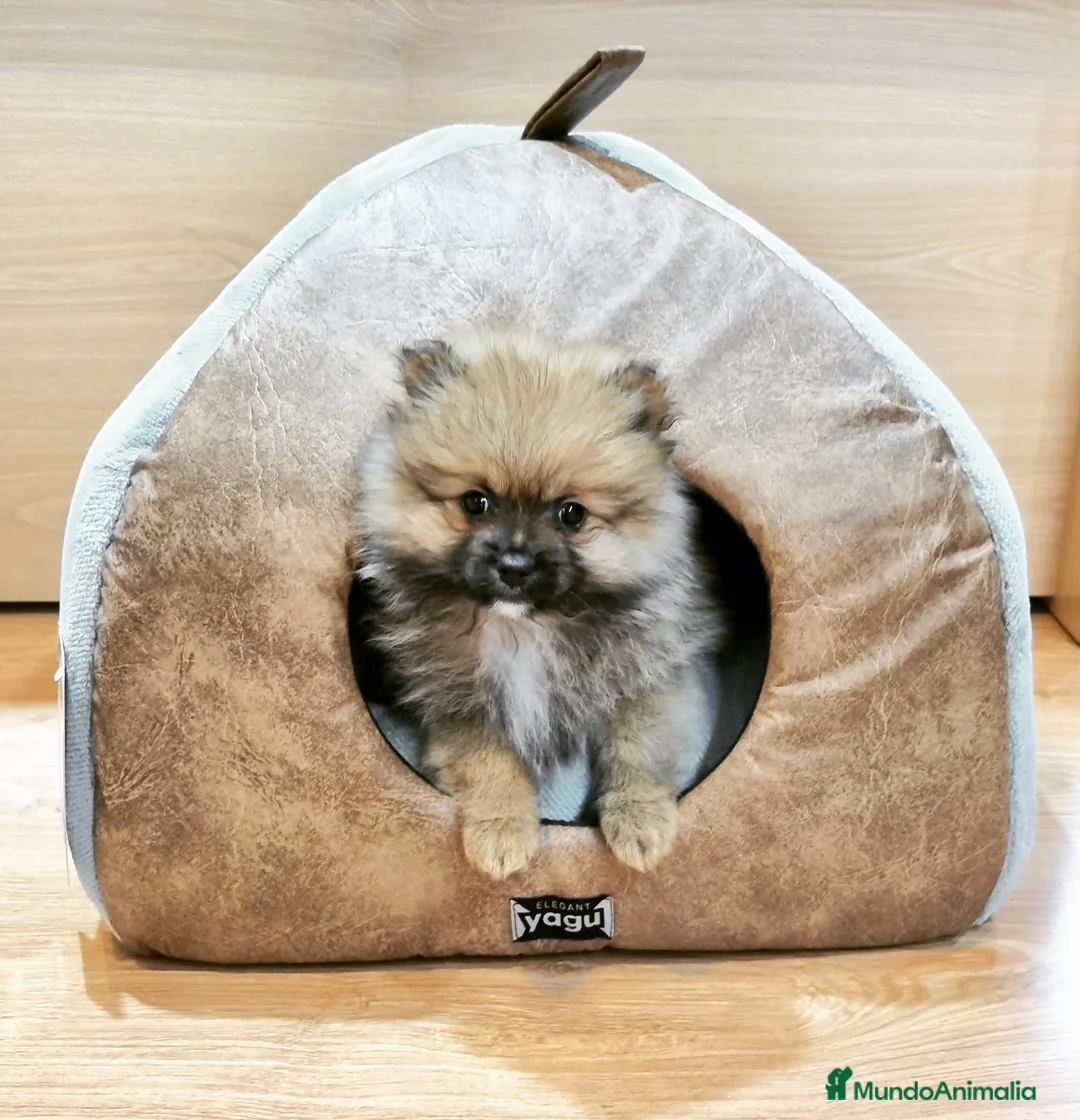 Pomerania perros en venta: Lulús de Pomerania en Barcelona - Anuncio 4