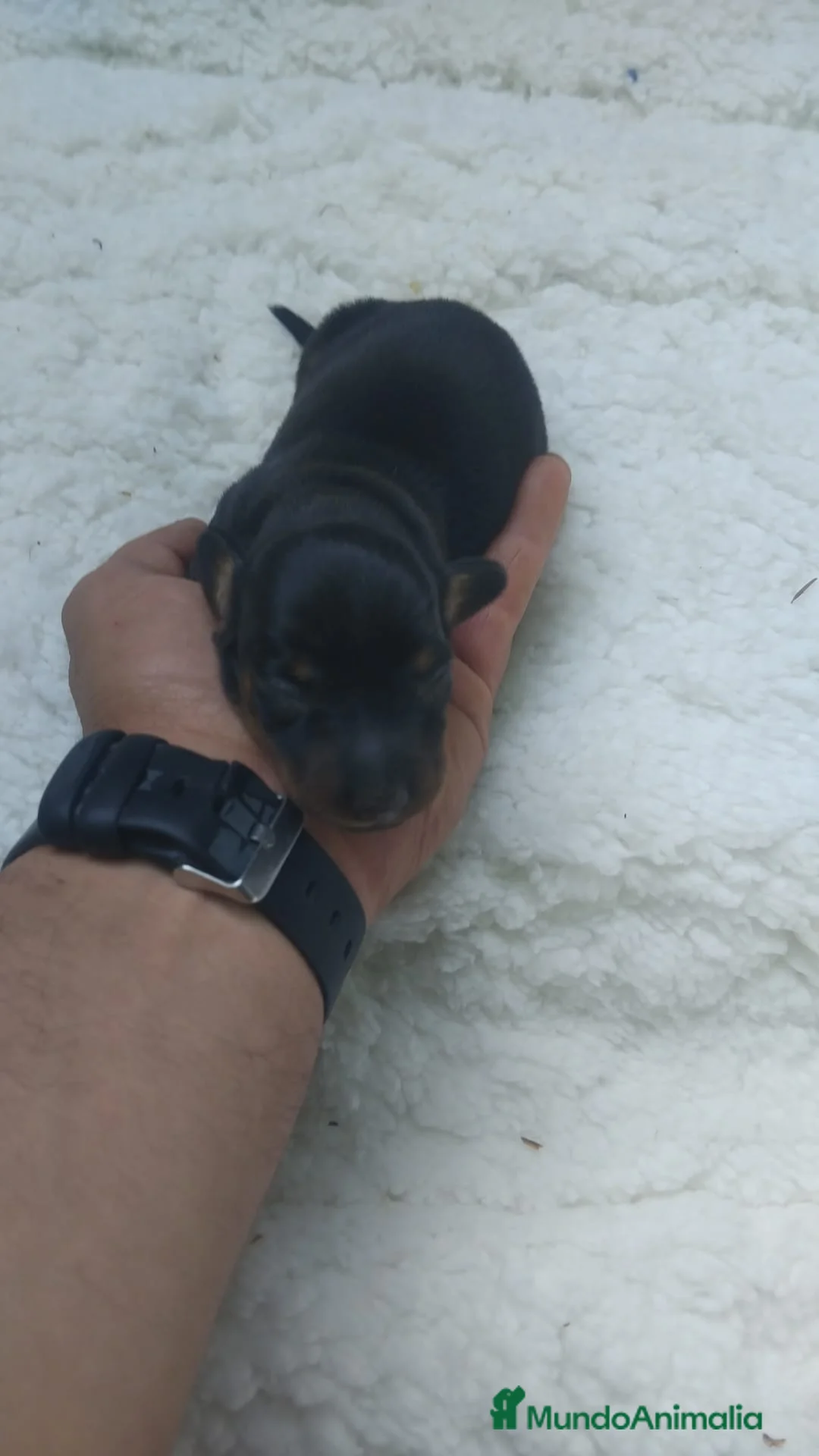 Teckel Miniatura perros en venta: Teckel miniatura de todos los colores  - Anuncio 2