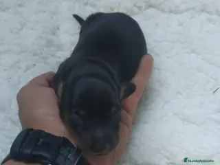 Teckel Miniatura perros Teckel miniatura de todos los colores - Anuncio 12
