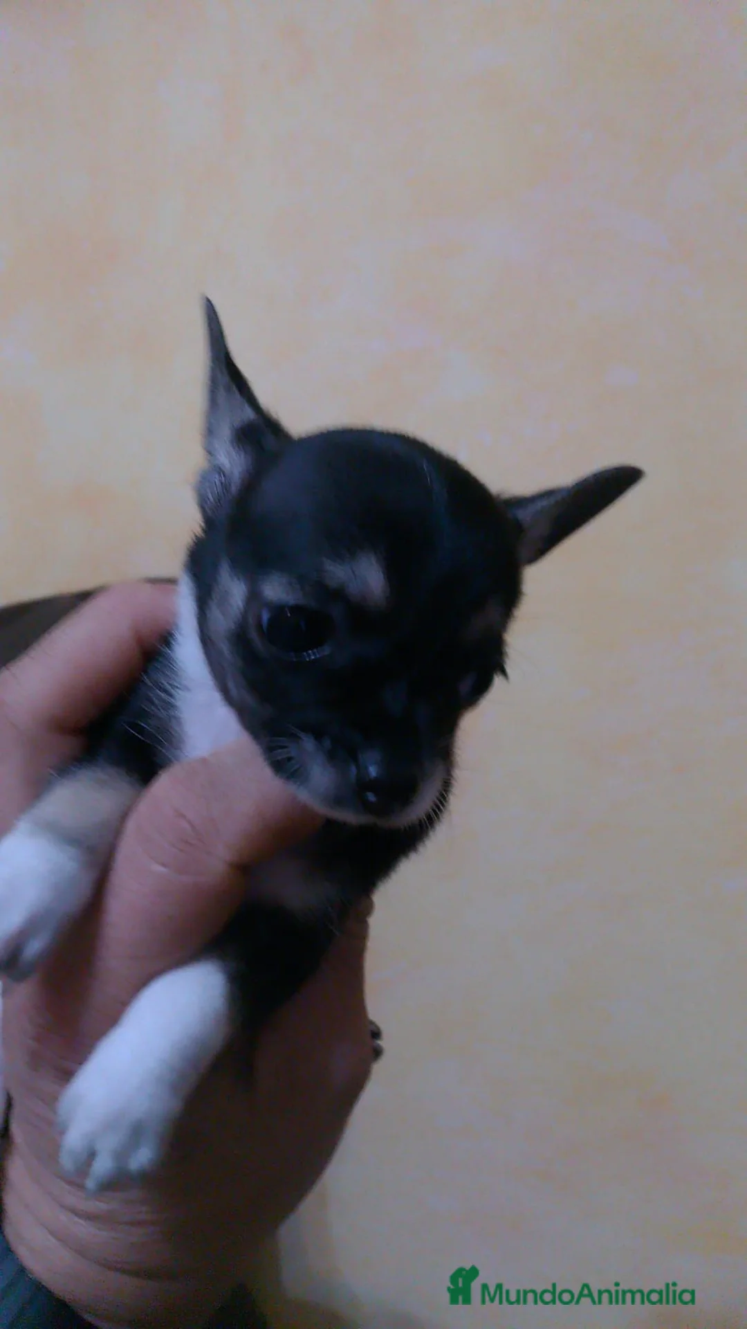 Chihuahua perros en venta: Chihuhuas toy - Anuncio 6
