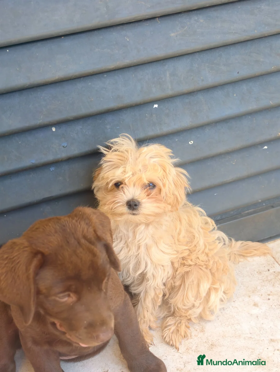 Maltipoo perros en venta: Maltipoo macho koreano - Anuncio 5