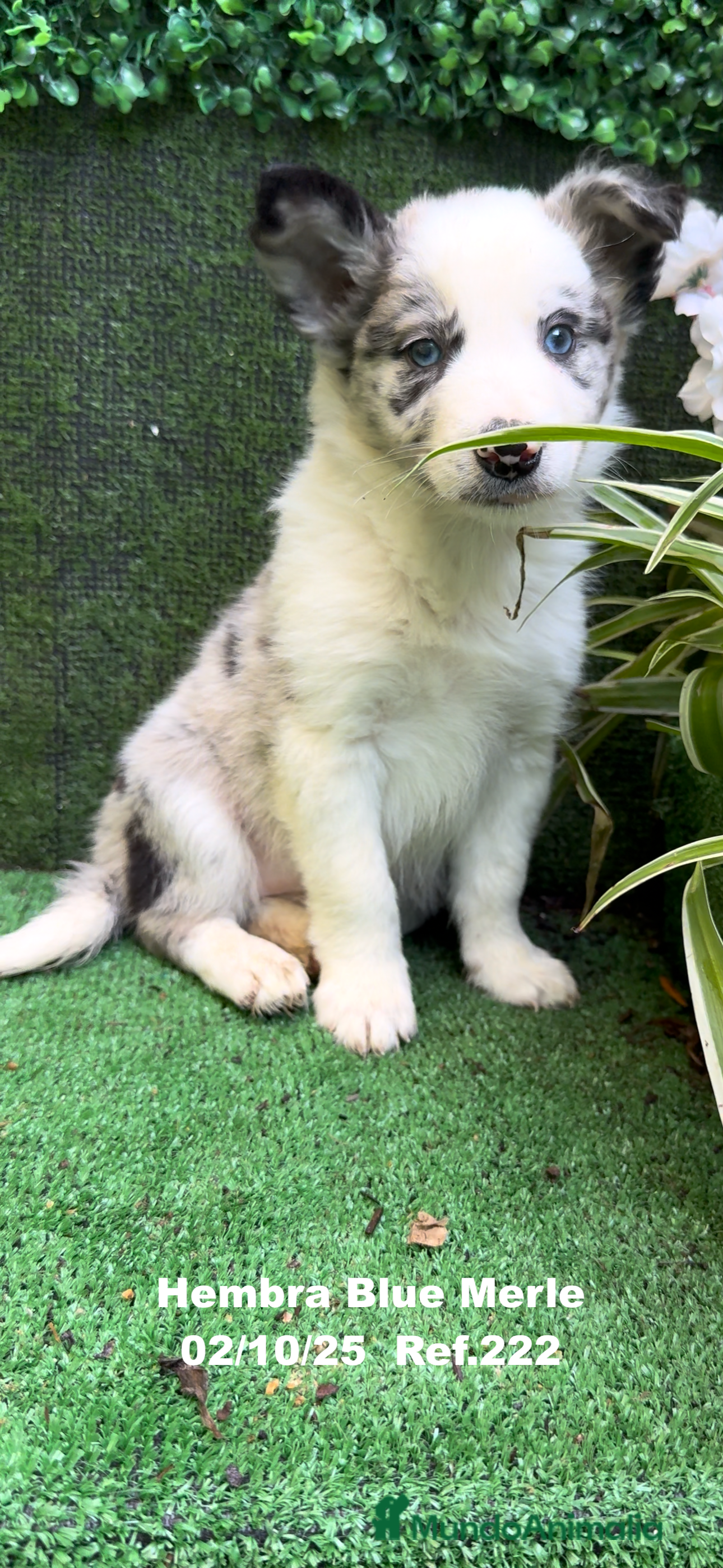 Border Collie perros Border Collie hembra Blue Merle - Anuncio 2