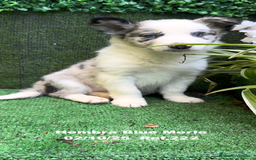 Border Collie perros en venta: Border Collie hembra Blue Merle - Anuncio 2