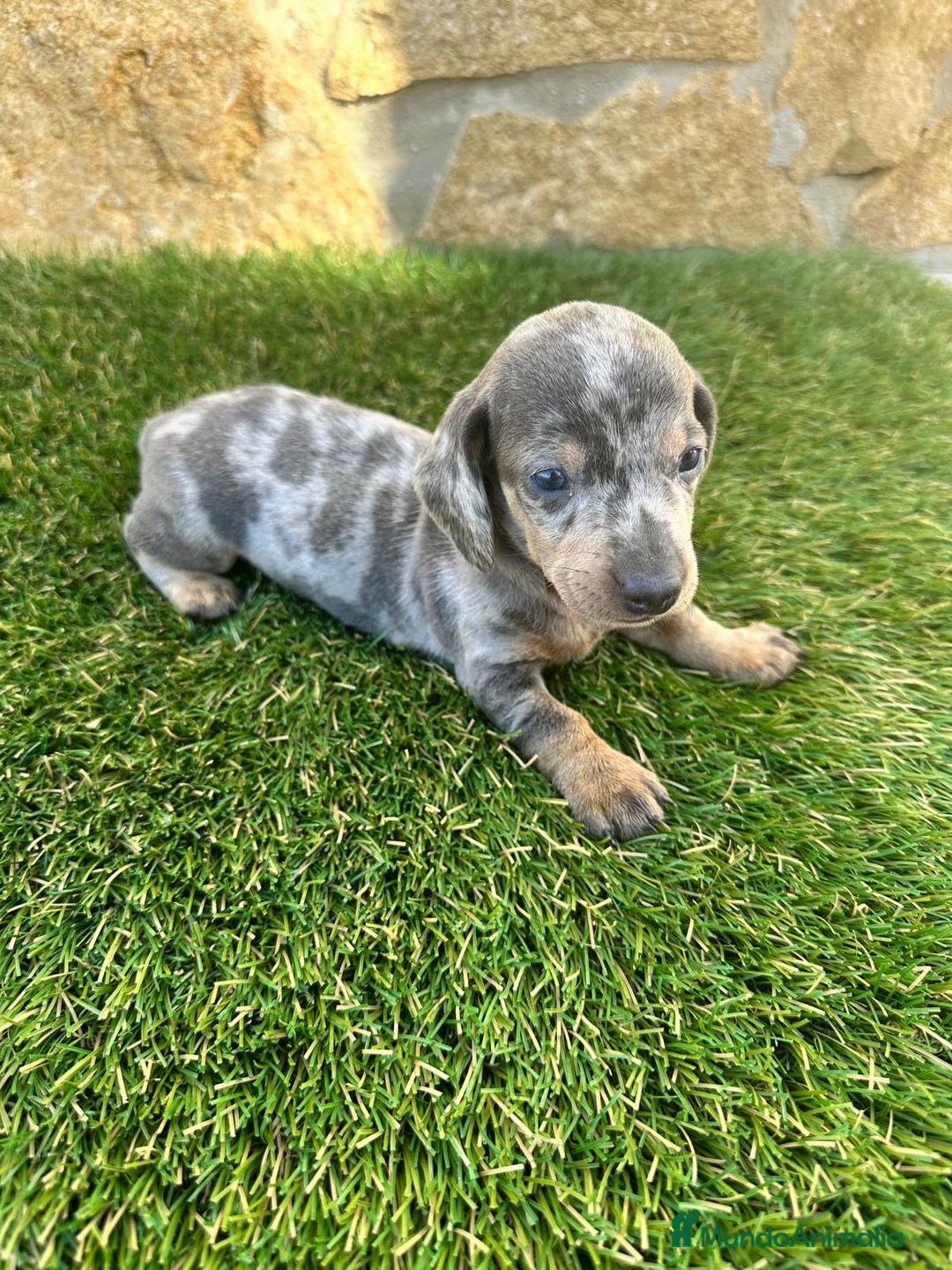 Teckel perros en venta: Teckel Mini Arlequin  - Anuncio 1