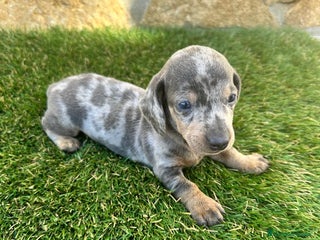 Teckel perros Teckel Mini Arlequin - Anuncio 8