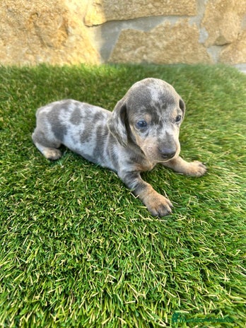 Teckel perros Teckel Mini Arlequin - Anuncio 12