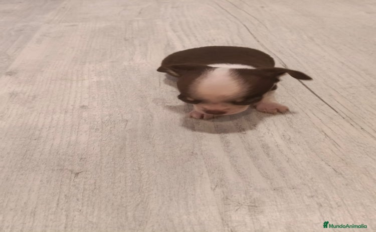 Chihuahua perros - Anuncio 3