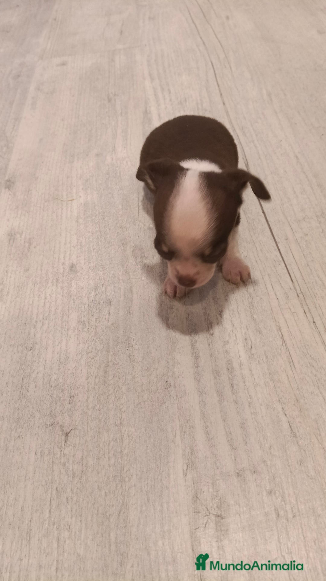 Chihuahua perros en venta: Hembra chihuahua micro Toy  - Imagen 1