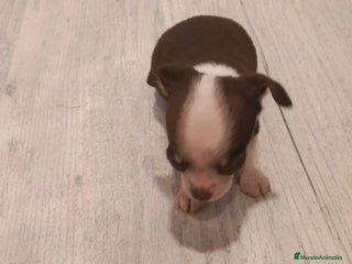 Chihuahua perros - Anuncio 24