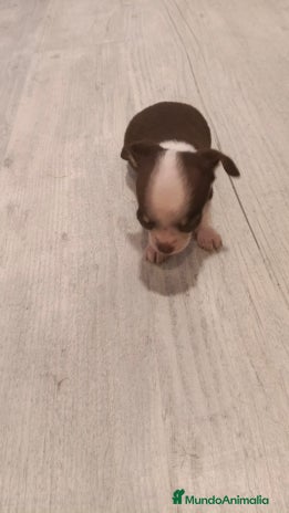 Chihuahua perros - Anuncio 14