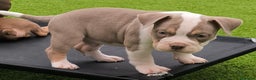 American Bully perros en venta: american bully pocket - Anuncio 4