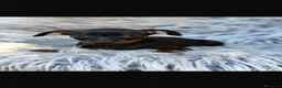 Pinscher Miniatura perros en venta: Preciosos mini pinscher - Anuncio 2