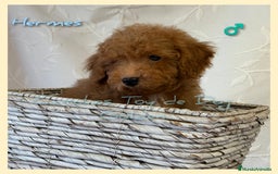 Caniche Toy perros en venta: Cachorros caniches toy - Imagen 3