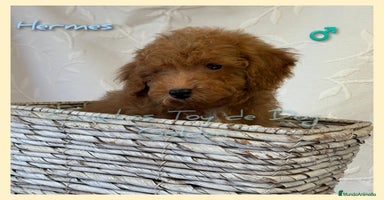 Caniche Toy perros - Propaganda 5