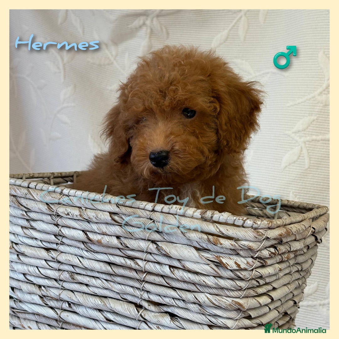 Caniche Toy perros en venta: Cachorros caniches toy - Imagen 3
