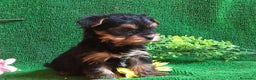 Yorkshire Terrier perros en venta: YORKSHIRE CACHORROS SOCIALIZADOS !!!!!!!!!!! - Anuncio 3